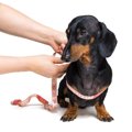 愛犬は痩せすぎてな…