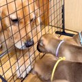 『山で生まれた5匹の…