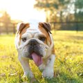 犬がゆっくり歩いて…