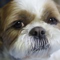 『鼻ぺちゃ犬』は要…