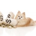 犬にかかる費用はい…