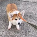 ニッコニコで拒否犬…