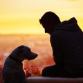 ペット盗難を刑事犯…