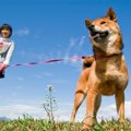 犬のお散歩コースで…