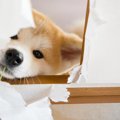 子犬あるある８選