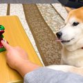 犬の前で『ワニワニ…