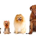 犬の身体を小さくす…