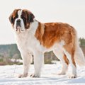 体重が重い犬種5選！…