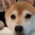 ひょっこりわん♡テー…