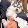 赤ちゃん犬と『2週間…