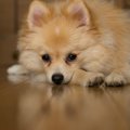 犬のテンションが突…
