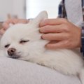 犬の心と体をほぐす「Tタッチ」の効果とやり方