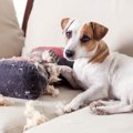 犬がイタズラをやめ…