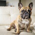 犬がおとなしい時に…