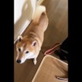 【話題】新聞で〜す…