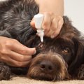 犬の目に起こる病気…