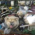虐待を受けた秋田犬…
