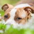 犬が地面に頭をこす…