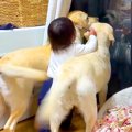 女の子と2匹の大型犬…