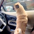 犬が『車に置いて行…