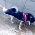 犬が『散歩の締め』…