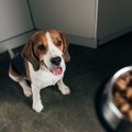 愛犬の食事の用意を…