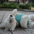 犬が泡を吹く！意外…