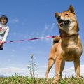 柴犬のリードや首輪…