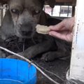 盲目の野良老犬を保…