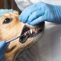 犬の歯石除去にかか…