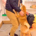 犬が『3日間パパがい…