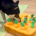 犬が『にんじんのお…