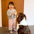 2歳の女の子が『犬に…