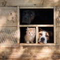 愛犬がケージから出…