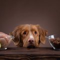 愛犬の食事の選択、…
