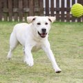 【神奈川県】愛犬も…