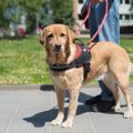 犬型ロボットの未来…