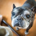 犬が『体をぶつけて…