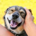 犬が笑顔を見せる時…