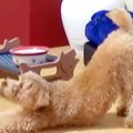 犬の留守番を隠し撮…