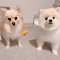 犬におやつを与える…