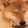 犬の爪切りにおけるN…