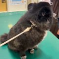 ウキウキで診察台に…