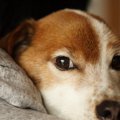 犬が『体調不良』に…