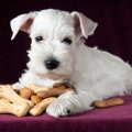 犬のご飯における『…