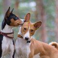あまり吠えないと言…