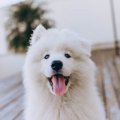 犬がよくする『謎の…
