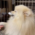 犬に「ペットボトル…