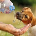 犬は水を飲んでると…