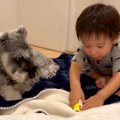 犬が『赤ちゃんの突…